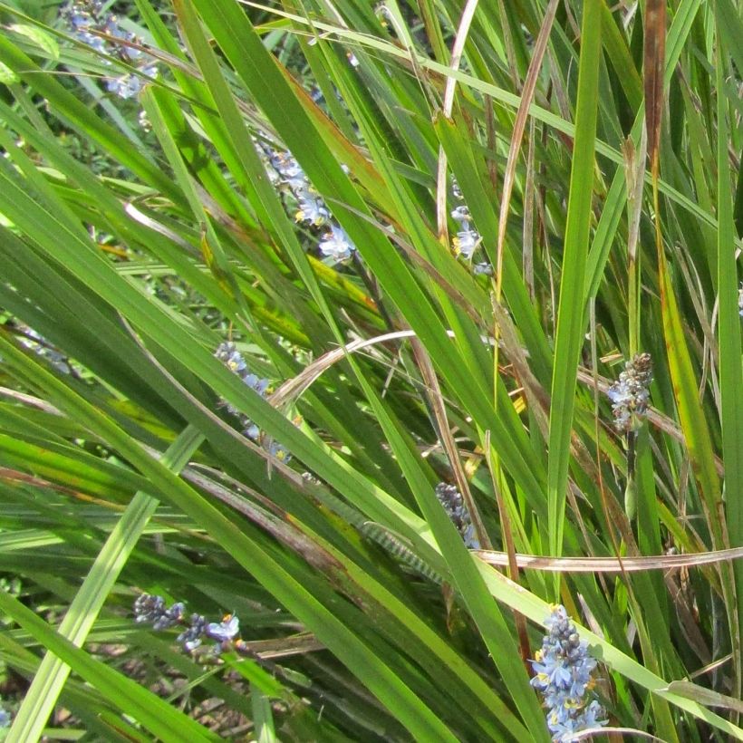 Libertia Caerulescens (Foliage)
