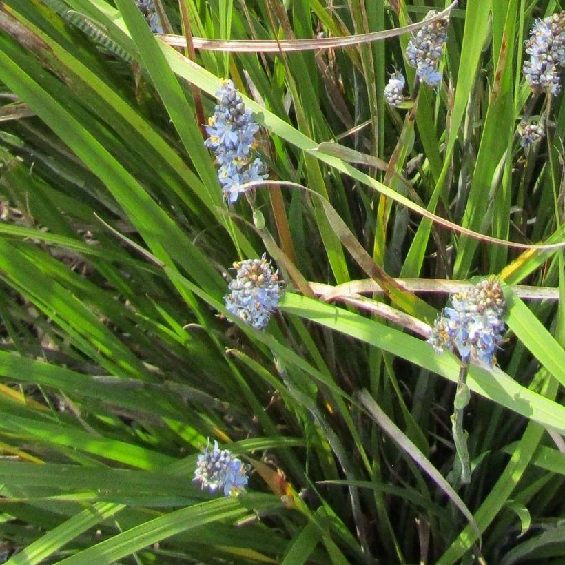 Libertia Caerulescens (Flowering)