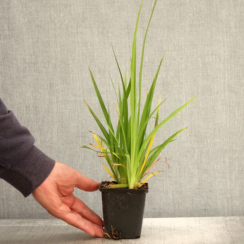 Example of Libertia formosa - Iris du Chili Godet de 8/9 cm as you get in automne