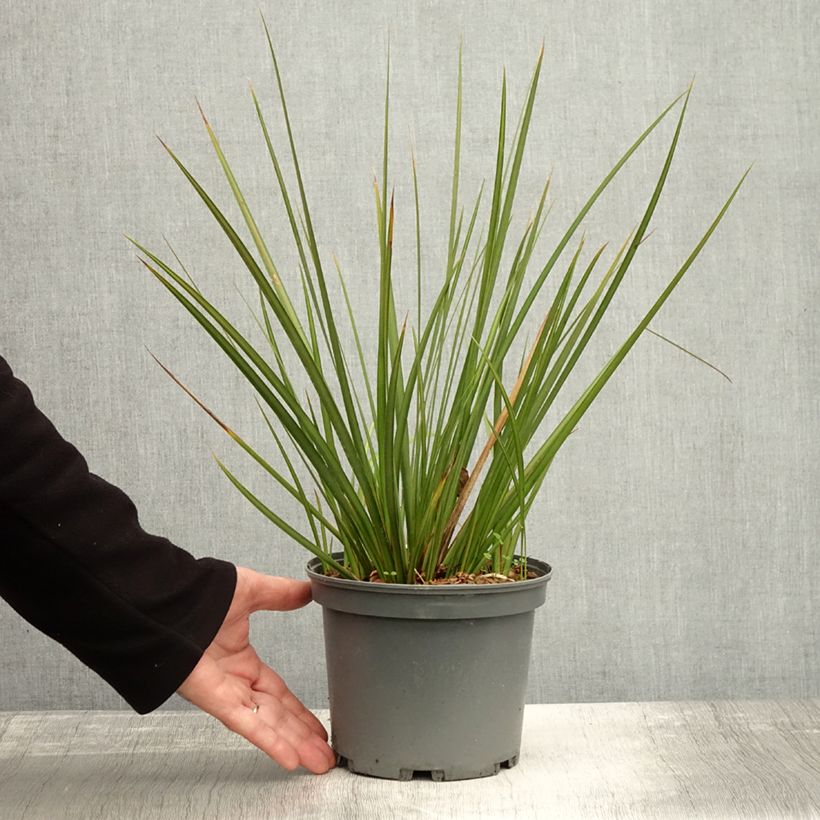 Example of Libertia peregrinans Gold Leaf - Iris de Nouvelle-Zélande Pot de 3L/4L as you get in automne