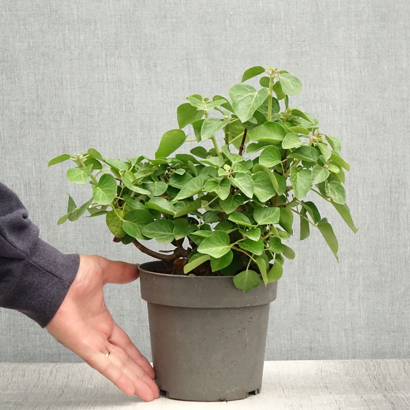 Example of Lierre arbustif - Hedera helix Arbori Compact Pot de 2L/3L as you get in ete