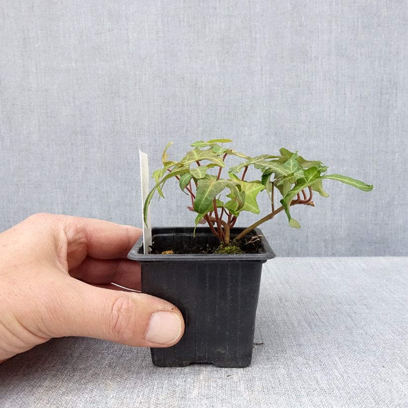 Example of Lierre commun - Hedera helix Courage Godet de 8/9 cm as you get in printemps