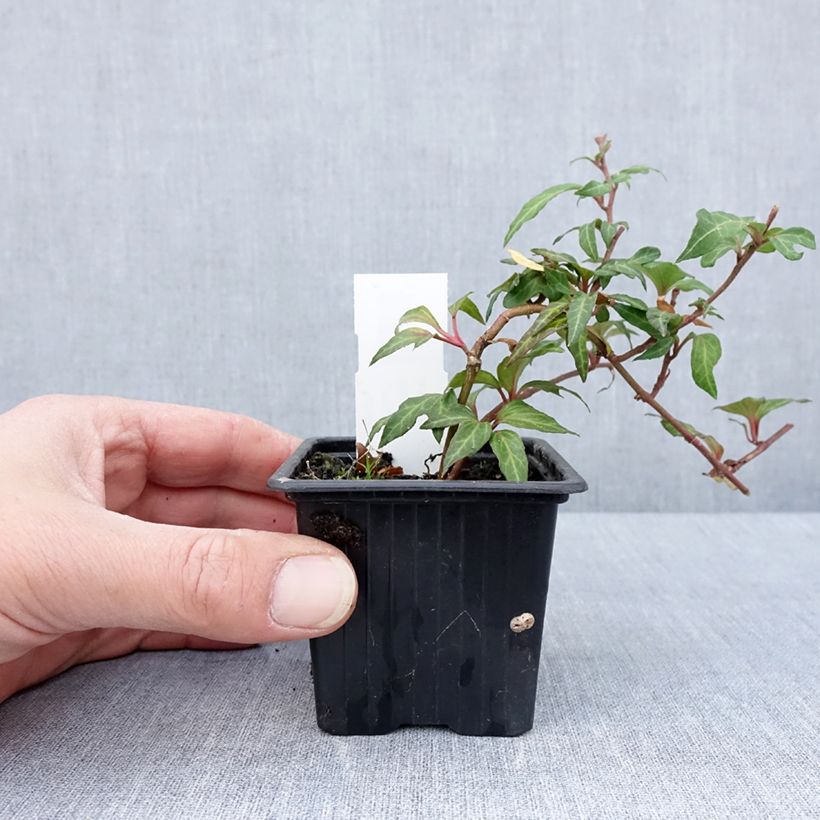 Example of Lierre commun - Hedera helix Cross Switch Godet de 8/9 cm as you get in printemps