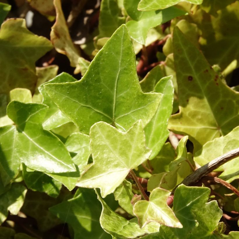 Lierre commun - Hedera helix Frosty (Foliage)