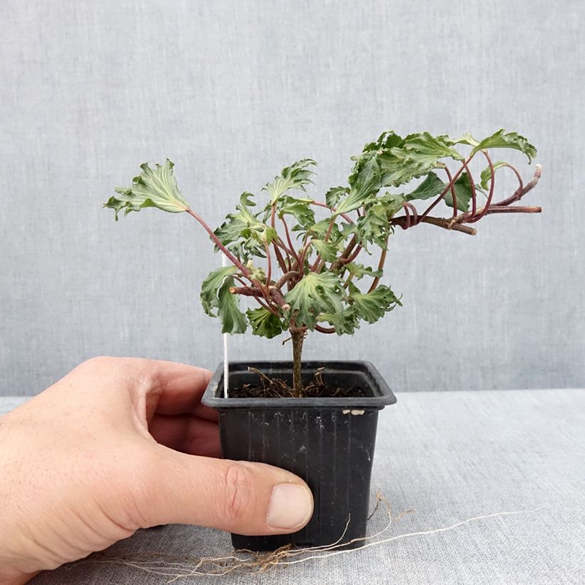 Example of Lierre commun - Hedera helix Ivalace Mutation Godet de 8/9 cm as you get in printemps