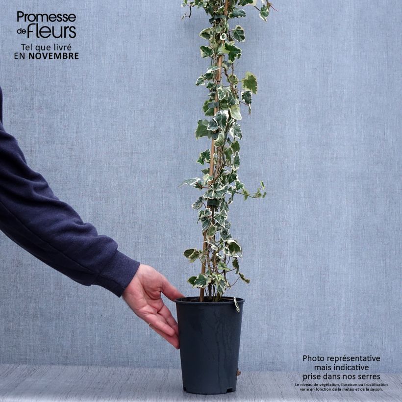 Example of Lierre commun - Hedera helix Marginata Elegantissima Pot de 2L/3L as you get in automne