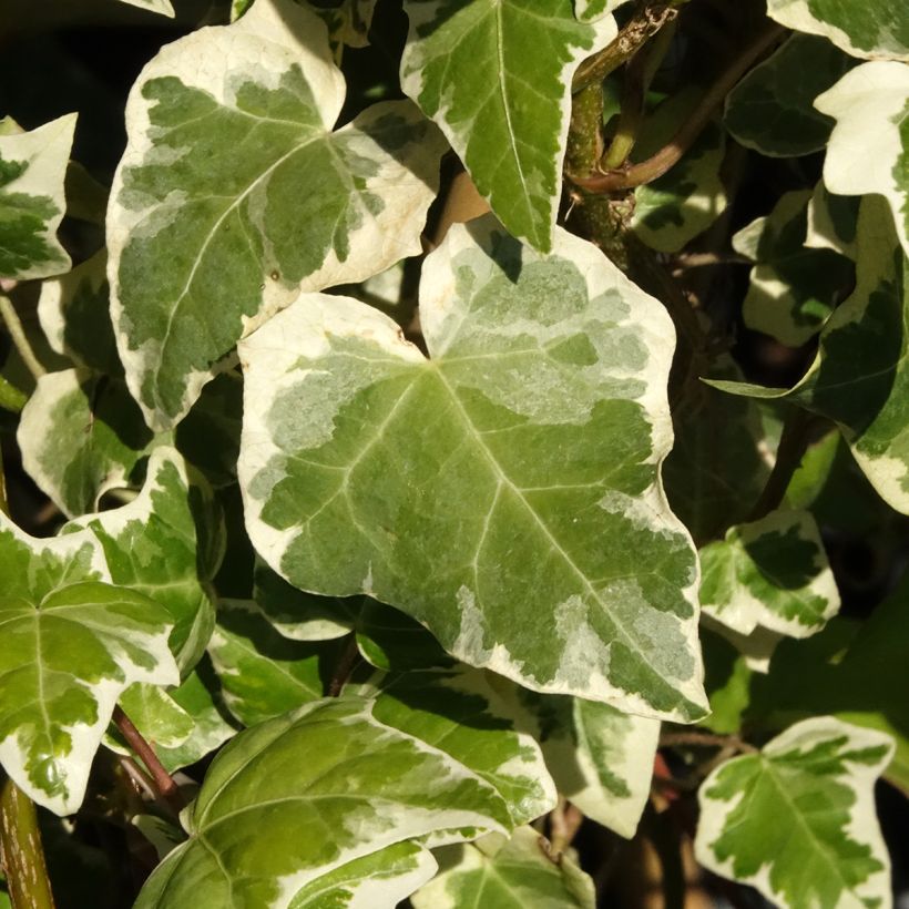 Lierre commun - Hedera helix Marginata Elegantissima (Foliage)