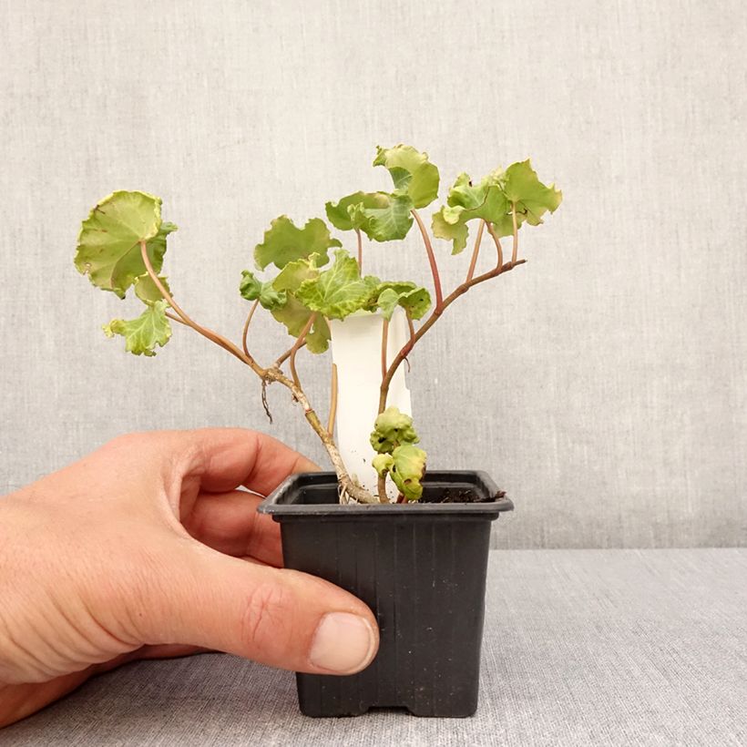 Example of Lierre commun - Hedera helix Obelix Godet de 8/9 cm as you get in printemps