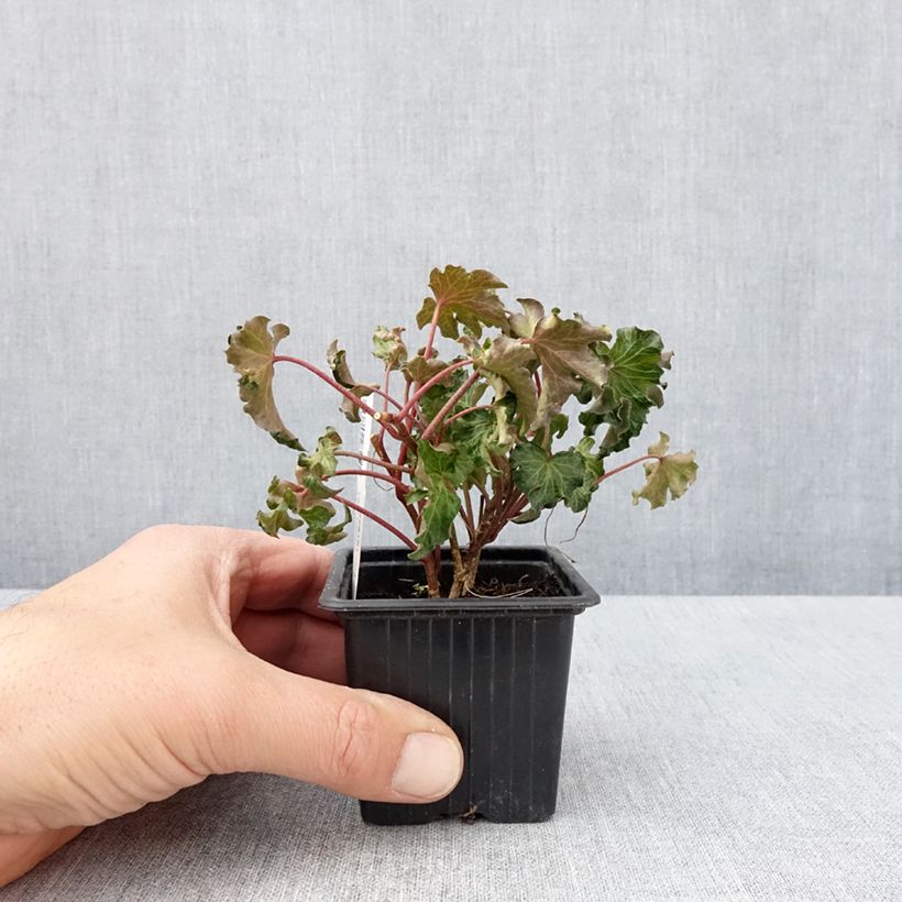 Example of Lierre commun - Hedera helix Tango Godet de 8/9 cm as you get in printemps