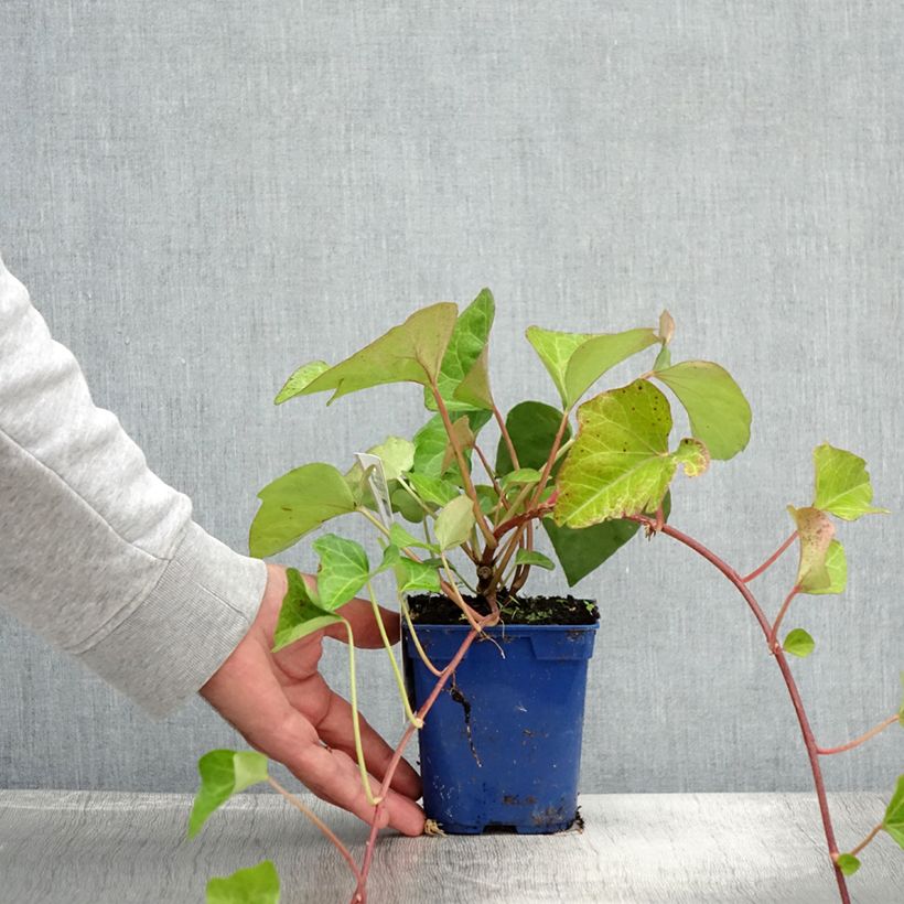 Example of Lierre couvre-sol Hedera Algerian Bellecour® Pot de 1L/1,5L as you get in ete