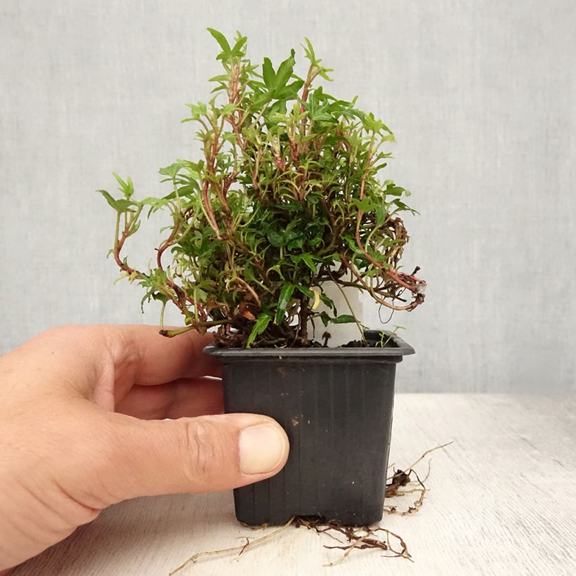 Example of Lierre d'ornement - Hedera helix Dyinnii Godet de 8/9 cm as you get in ete
