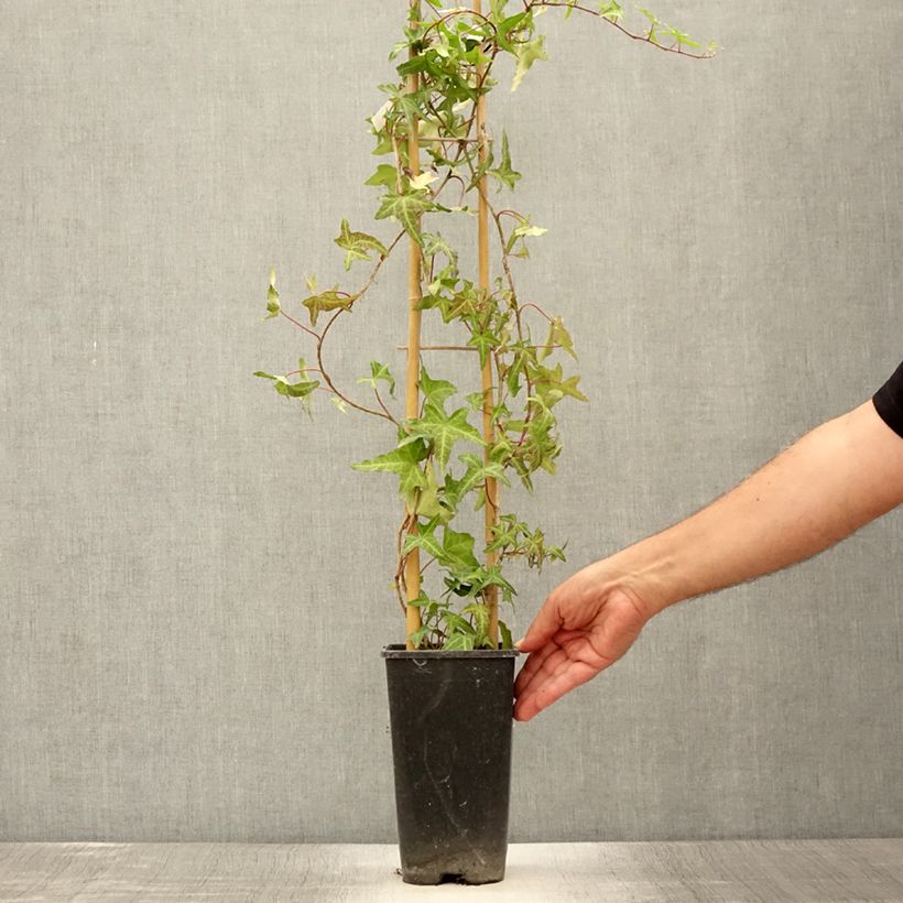 Example of Lierre d'ornement - Hedera helix Sagittifolia Pot de 2L/3L as you get in ete