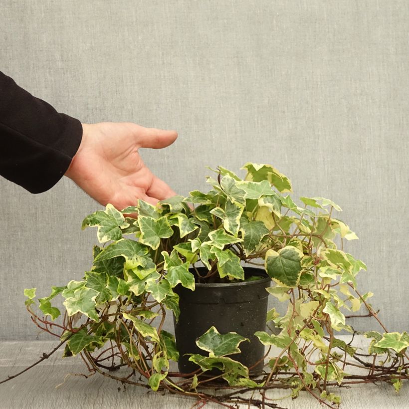Example of Lierre d'ornement - Hedera helix Yellow Ripple 'Golden Starlight' Pot de 1,5L/2L as you get in automne