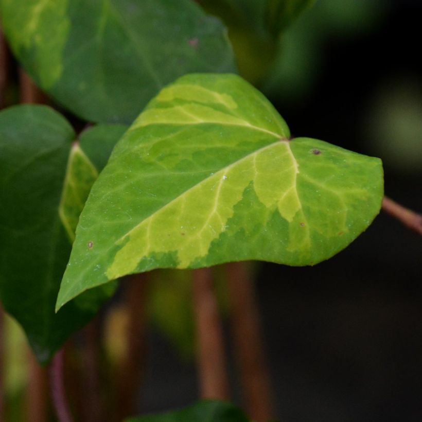 Lierre de Colchide - Hedera colchica Sulphur Heart (Foliage)