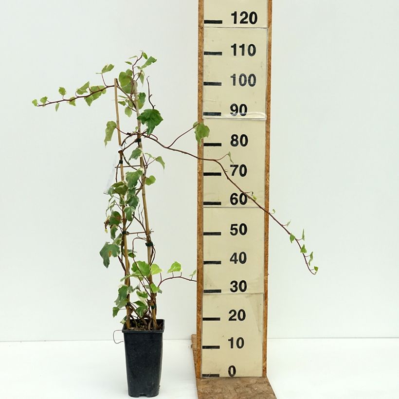 Example of Lierre des Canaries - Hedera algeriensis Gloire de Marengo Pot de 2L/3L as you get in ete