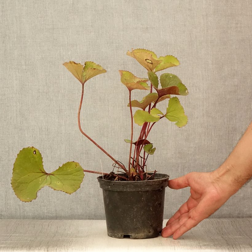 Example of Ligulaire hessei Lanternchern - Ligularia x hessei Lanternchen Pot de 2L/3L as you get in ete