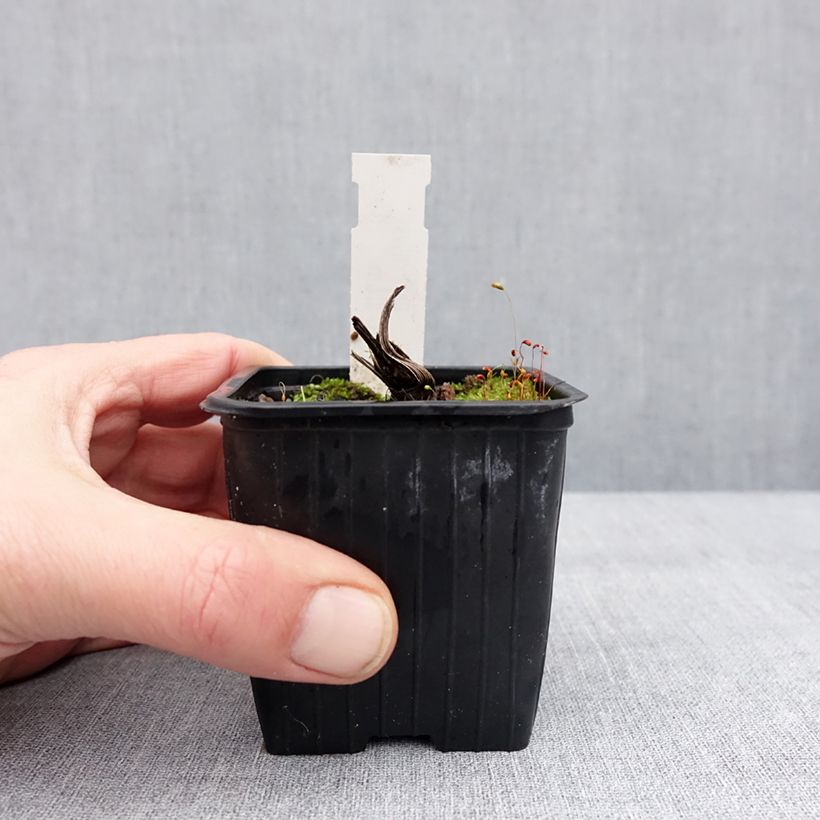 Example of Ligulaire - Ligularia japonica Rising Sun Godet de 8/9 cm as you get in hiver