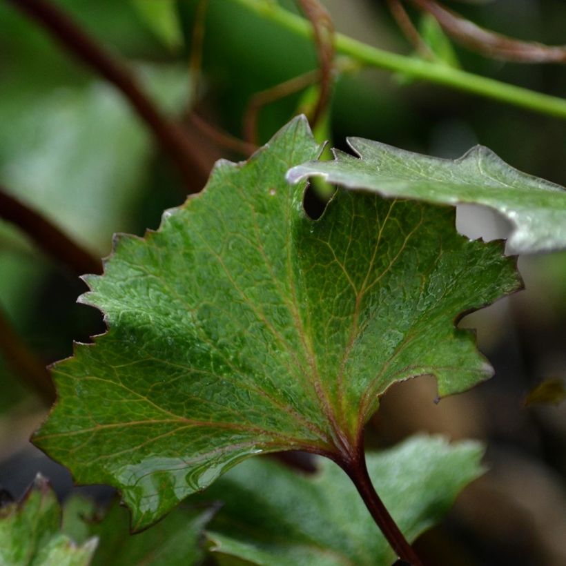 Ligulaire - Ligularia Osiris Cafe Noir (Foliage)