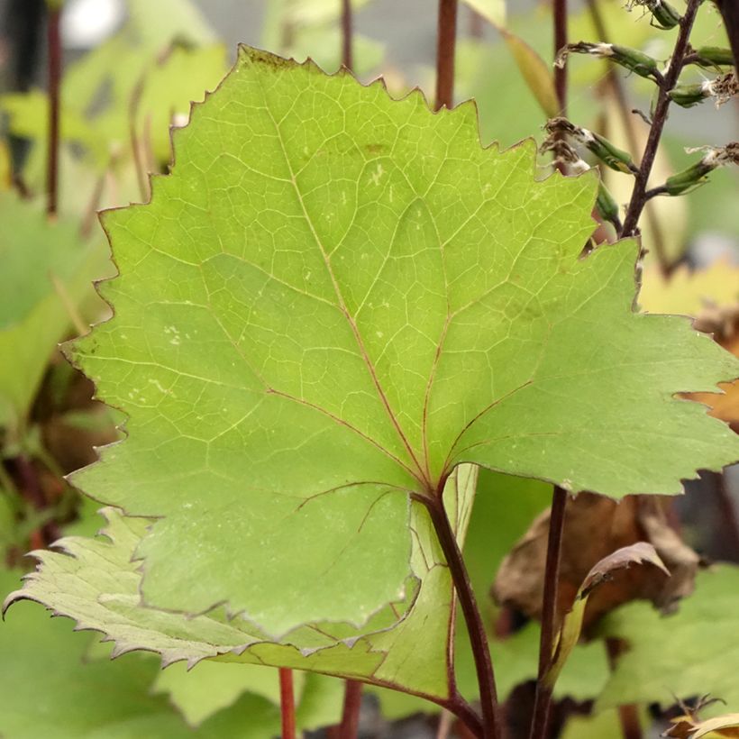 Ligulaire - Ligularia stenocephala Little Rocket (Foliage)