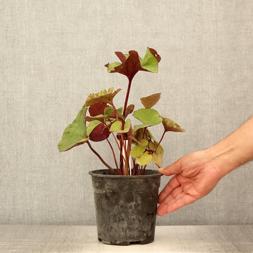 Example of Ligularia dentata Garden Confetti - Ligulaire Pot de 2L/3L as you get in ete