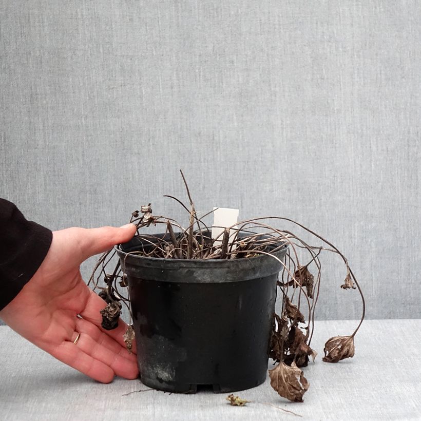 Example of Ligularia dentata Othello - Ligulaire Pot de 2L/3L as you get in hiver