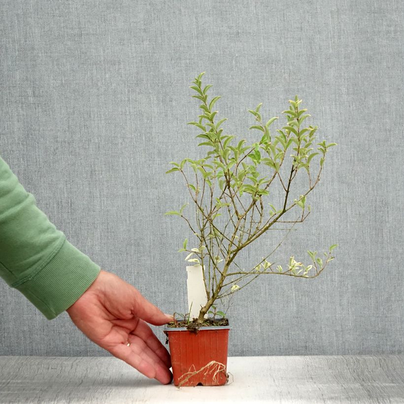 Example of Ligustrum ibota Musli - Troène Godet de 8/9 cm as you get in ete