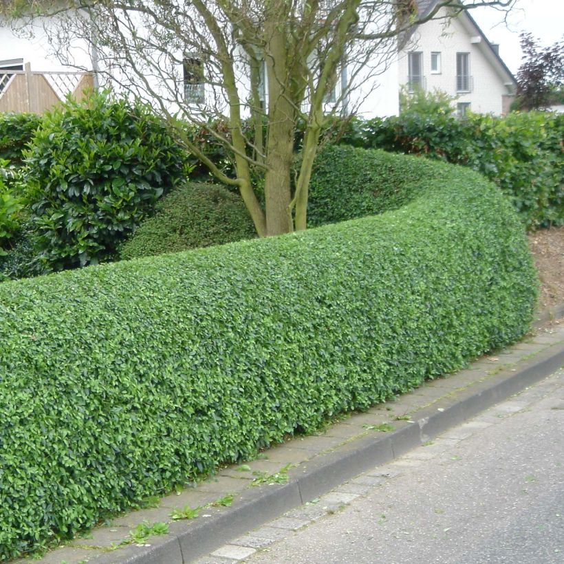 Troène - Ligustrum ovalifolium (Plant habit)