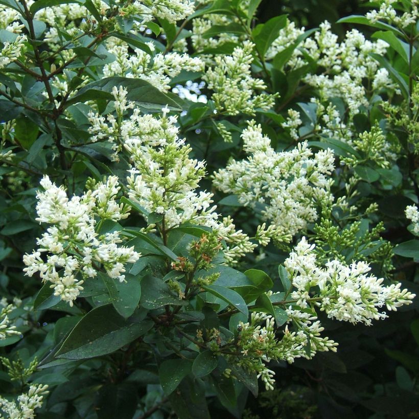 Troène - Ligustrum ovalifolium (Flowering)