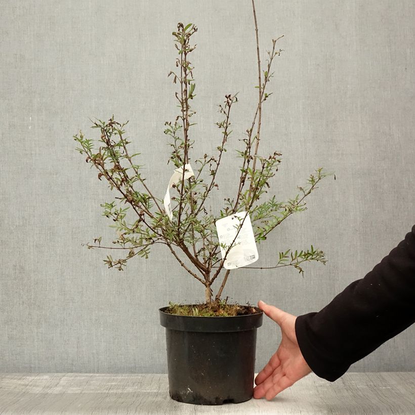 Example of Lilas afghan - Syringa afghanica Pot de 4L/5L as you get in automne