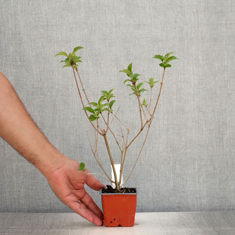 Example of Lilas de Hongrie - Syringa josikaea Godet de 8/9 cm as you get in ete