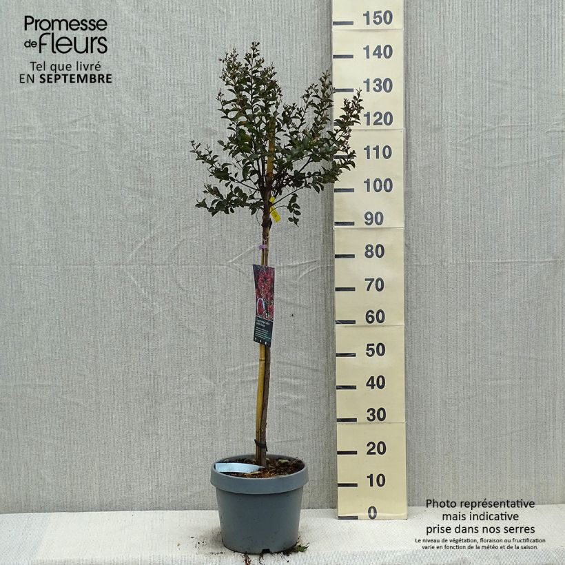 Example of Lagerstroemia indica Double Feature - Lilas des Indes Pot de 7,5L/10L as you get in automne