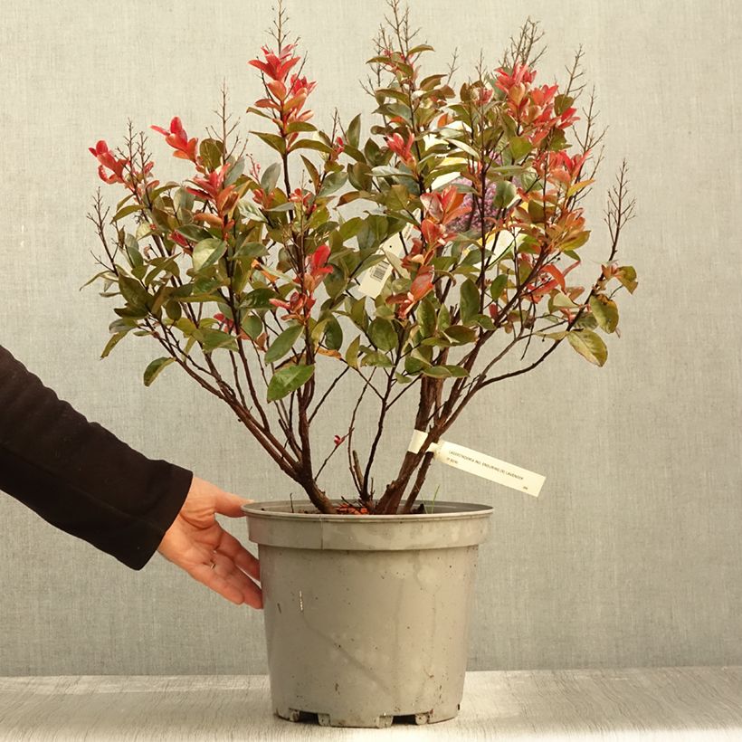 Example of Lilas des Indes - Lagerstroemia indica Enduring Lavender Pot de 7,5L/10L as you get in automne