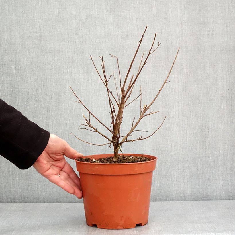 Example of Lilas des Indes - Lagerstroemia indica Virgin With Love Pot de 3L/4L as you get in hiver