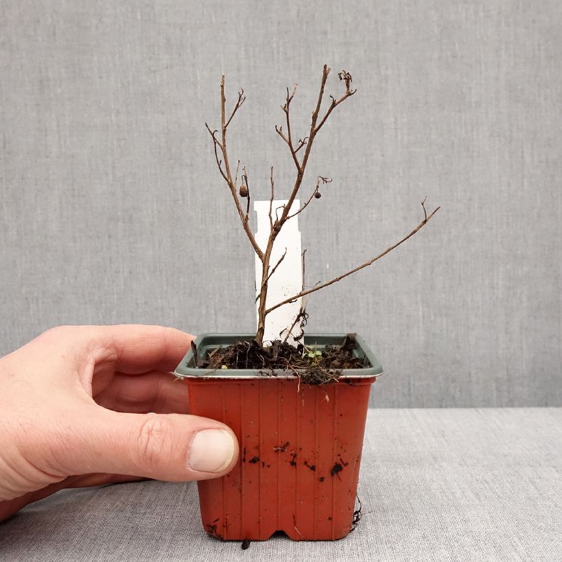 Example of Lilas des Indes - Lagerstroemia indica Virgin With Love Godet de 8/9 cm as you get in hiver
