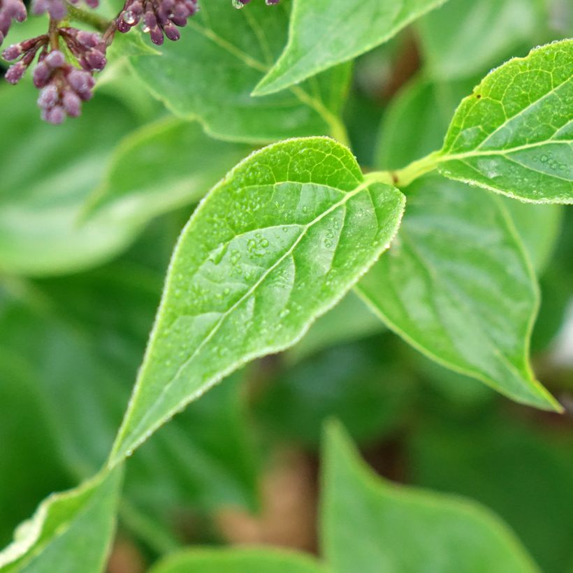 Lilas nain - Syringa Baby Kim (Foliage)