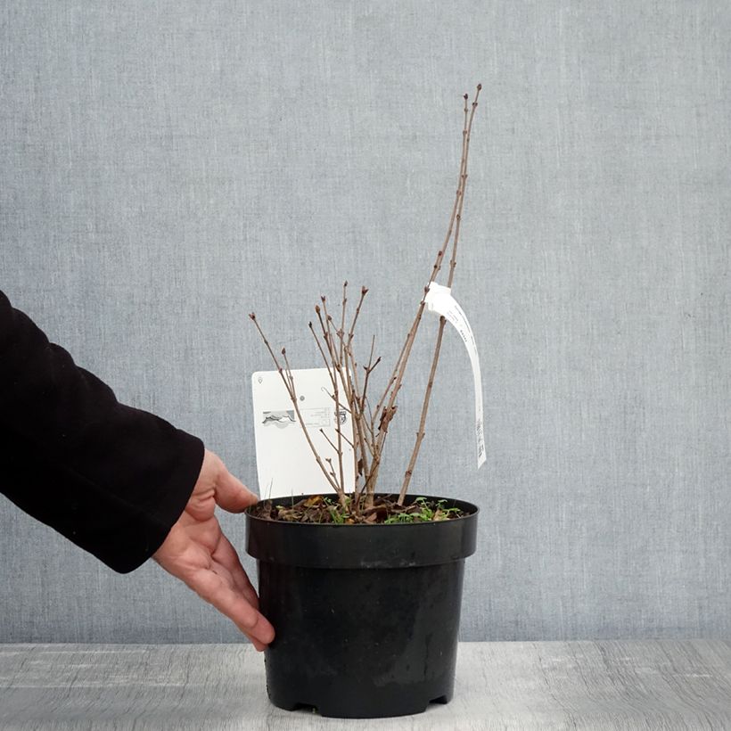 Example of Lilas nain - Syringa meyeri Flowerfesta White Pot de 3L/4L as you get in automne