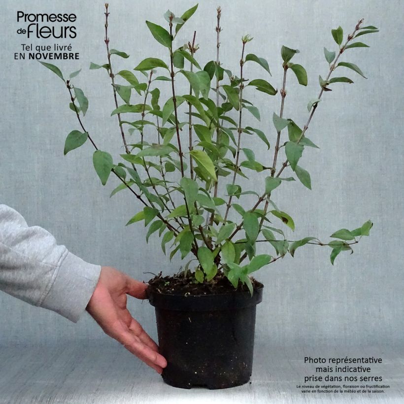 Example of Lilas - Syringa chinensis Saugeana Pot de 2L/3L as you get in automne