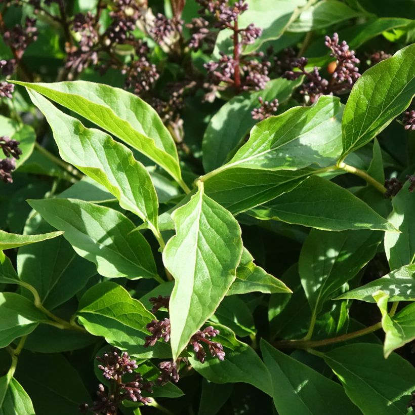 Lilas - Syringa Little Lady (Foliage)