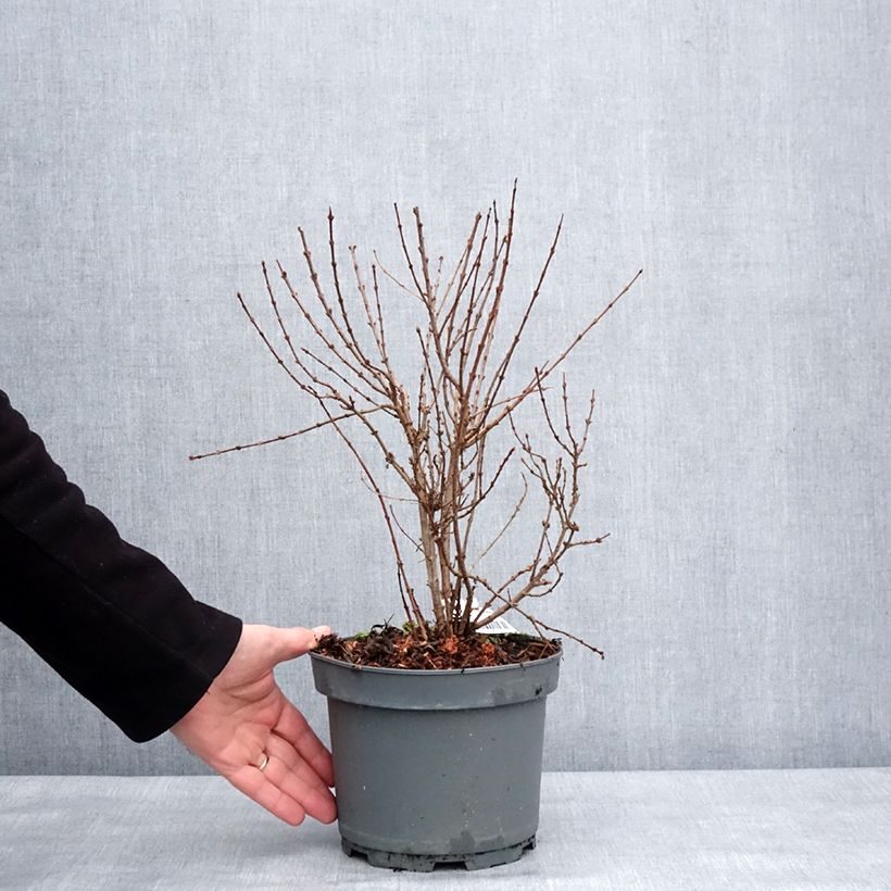Example of Lilas - Syringa protolaciniata Kabul Pot de 3L/4L as you get in hiver