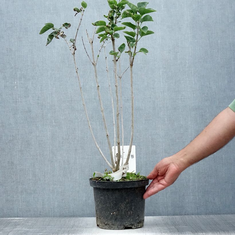 Example of Lilas - Syringa vulgaris Belle de Moscou Pot de 4L/5L as you get in ete
