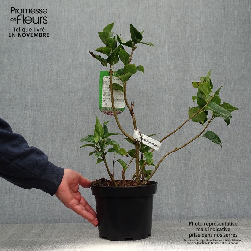 Example of Lilas - Syringa vulgaris Katherine Havemeyer  Pot de 3L/4L as you get in automne