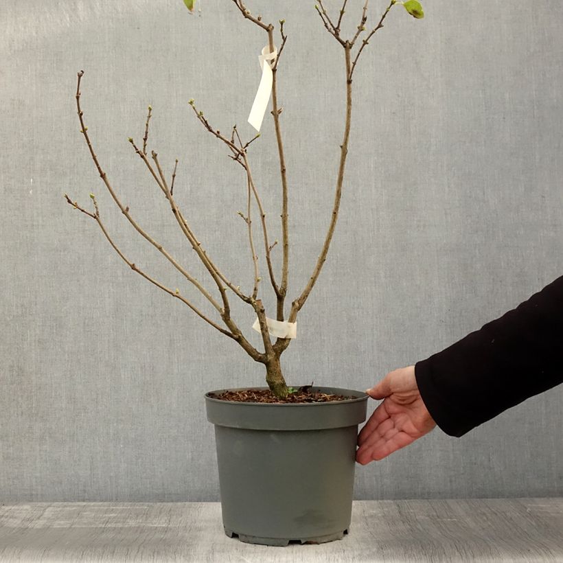 Example of Lilas - Syringa vulgaris Madame Lemoine Pot de 7,5L/10L as you get in automne