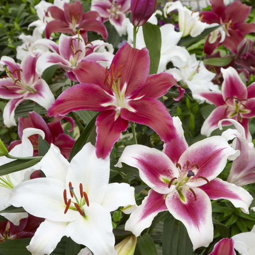 Lis orientaux en mélange (Flowering)