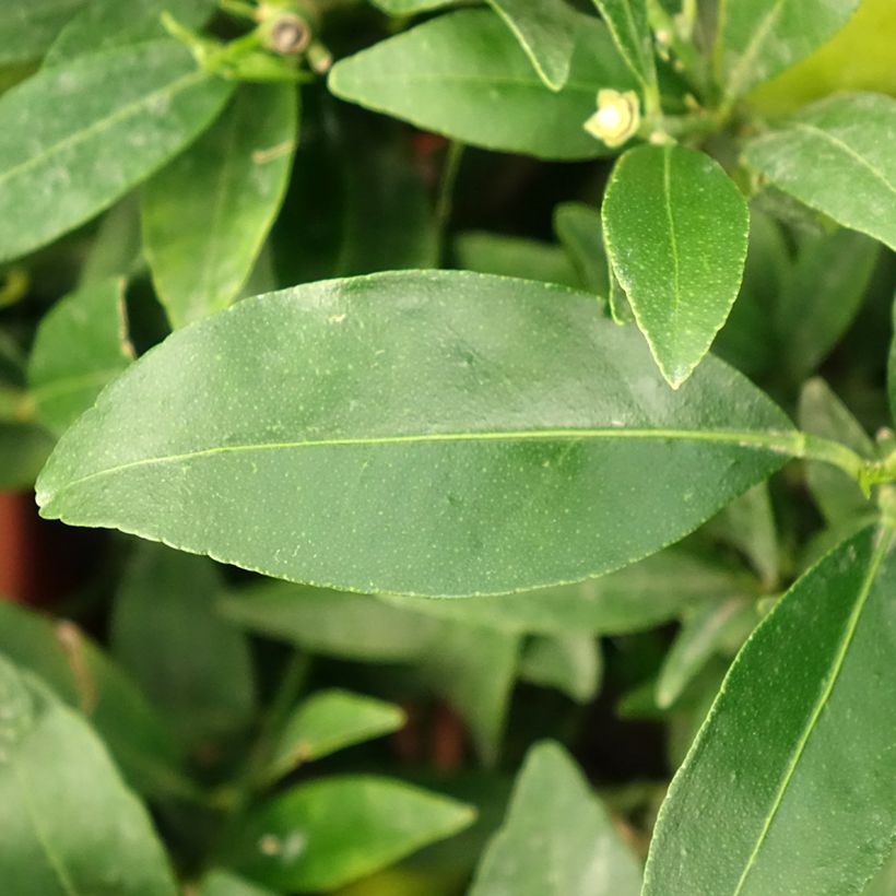 Limequat - Citrus x floridana (Foliage)