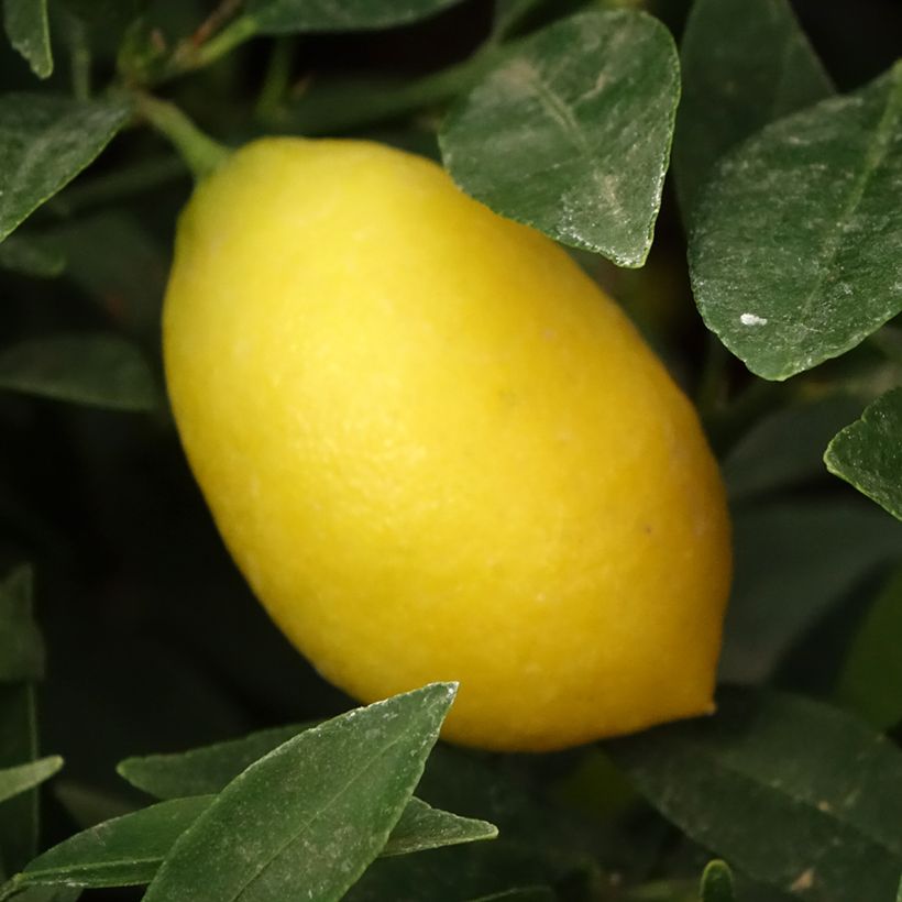 Limequat - Citrus x floridana (Harvest)