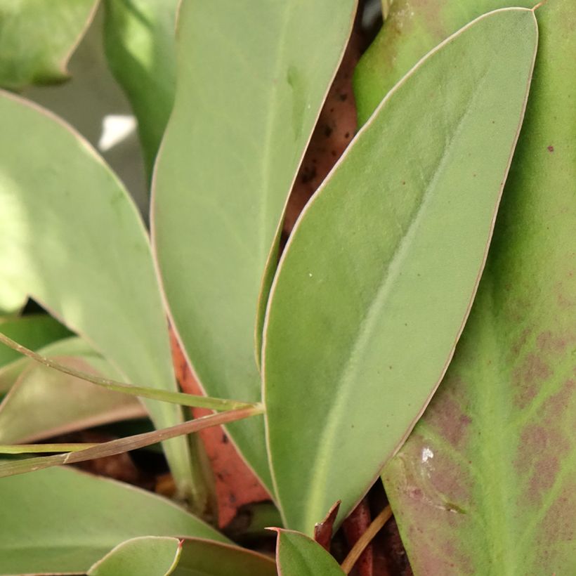 Limonium gmelinii ssp hungaricum (Foliage)