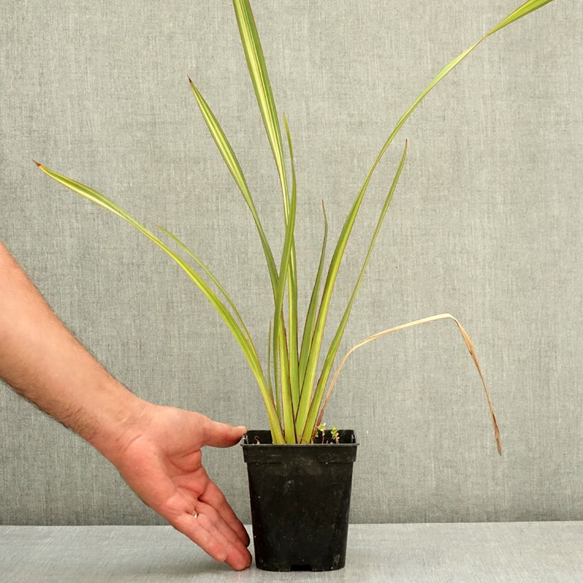 Example of Lin de Nouvelle-Zélande - Phormium Apricot Queen Pot de 1,5L/2L as you get in ete
