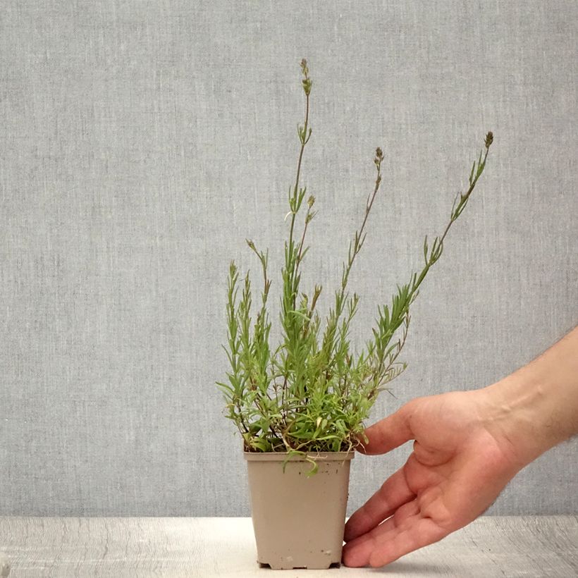 Example of Linaria anticaria Antique Silver - Linaire Godet de 8/9 cm as you get in ete