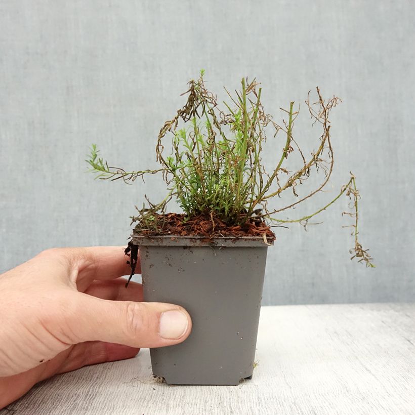 Example of Linum perenne Saphir - Lin vivace Godet de 8/9 cm as you get in automne