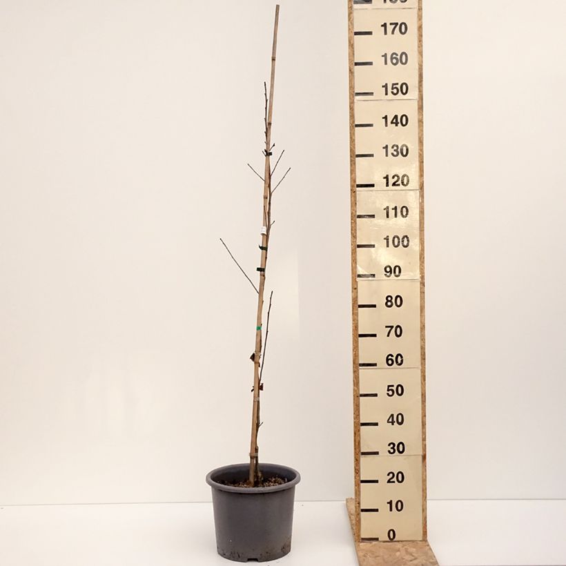 Example of Liquidambar formosana - Copalme de Chine Pot de 12L/15L as you get in hiver